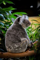 koala (Phascolarctos cinereus) sitting on a branch