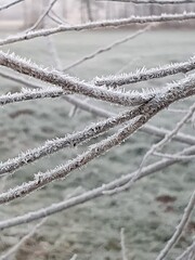 Frozen nature with branches in a smooth light and pastel colors