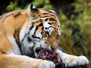 Amur tiger (Panthera tigris altaica)