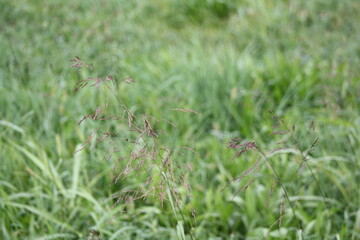 purple grass in the pasture