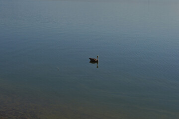 Fototapeta premium lago di Pusiano