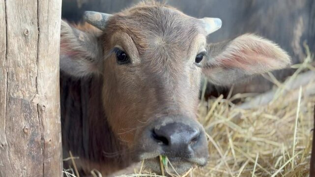 calf in a barn