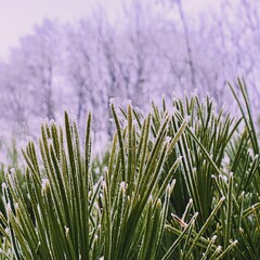 green and silver grey background with frozen needle tree and trees in winter
