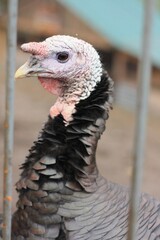 Big Black Turkey