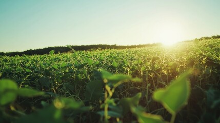 Vibrant soybean field basking in sunlight with a clear blue sky and distant tree line, creating a serene agricultural landscape.