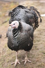 Big Black Turkey