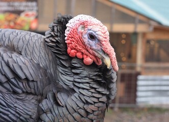 portrait of turkey