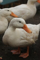 white duck on the water