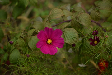 Vivid pink cosmos flowers on autumn garden background, selective focus, bokeh.