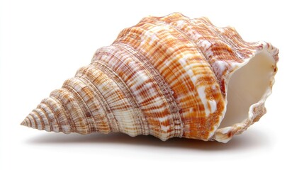 Fototapeta premium Elegant conical seashell with intricate patterns and warm hues set against a pristine white background, showcasing its natural beauty and texture.