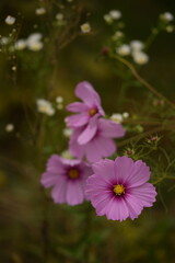 Fototapeta premium Pastel pink cosmos flowers on autumn garden background, selective focus, bokeh.