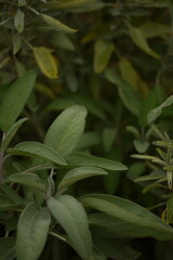 Sage plant closeup, selective focus, herbs in autumn garden, organic herbs.