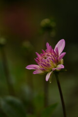 Dahlia pink flower buds on bokeh  garden background, selective focus, closeup, space for text.