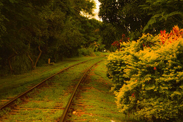 Fototapeta premium A railway track runs through lush, green nature, flanked by dense foliage. The scene emphasizes the contrast between industry and untouched wilderness, with a soft focus background.