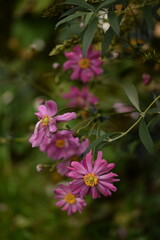 Anemone japonica flowers pink and double, pink anemones on green bokeh background with space for text.