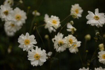 Anemone japonica flowers white and double, white anemones on green bokeh background with space for...