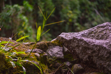 Rocky landscape featuring natural vegetation, with lush greenery contrasting against rugged stone. The combination of rock textures and plant life highlights the beauty of nature’s resilience.