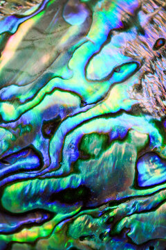 Beautiful polished iridescent abalone paua shell 