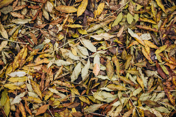 Autumn leaves covering soil, pile of autumn leaves top view.