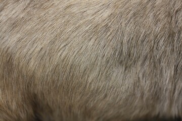 Brown goat hair