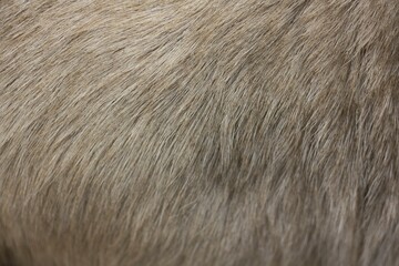 Brown goat hair close up