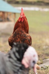Brown cock on the farm