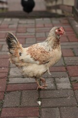 Brown chicken on the farm