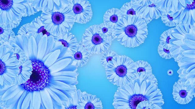 Blue daises spinning right to left against blue background. 3D Flower Animation. Hello summer nature blooming season. Women day, Valentine's Day Wedding day spring. marriage ceremony decoration 4K