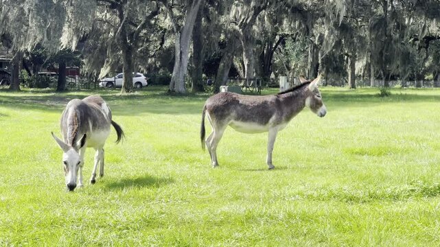 Pregnant mule walking in grassland towards the camera while another mule standing in the background