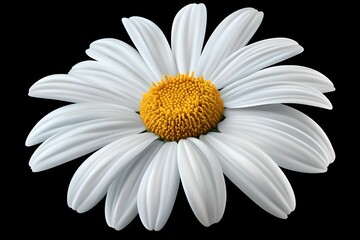 Detailed Blooming Daisy Isolated, flower, petal, bloom, nature