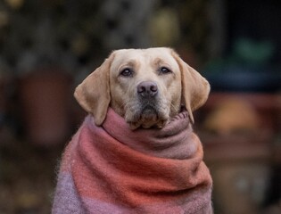 Yellow labrador dog