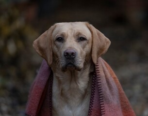 Labrador in shawl