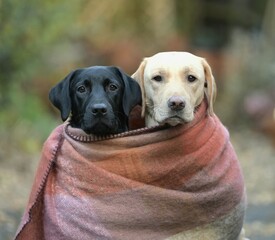 Two labradors in cold weather