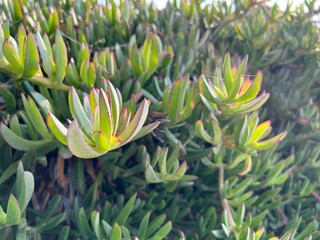 vacation theme by the beach with typical Italian pants as backdrop