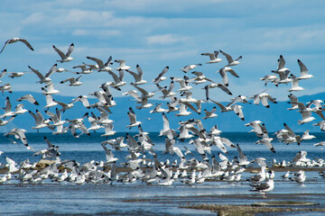 A large flock of seagulls took off from the coast of the Sea of Okhotsk and formed a bird background in the blue sky. 