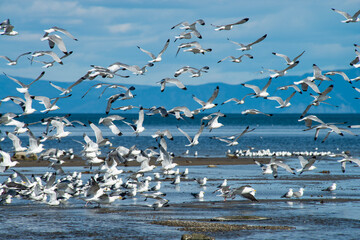 A large flock of seagulls took off from the coast of the Sea of Okhotsk and formed a bird background in the blue sky. 