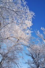 Winter forest background - frosty tree tops branches on the background of blue sky, winter forest...