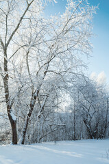 Winter forest landscape, sunny winter view with frosty forest trees, colorful winter nature landscape scene in cold morning