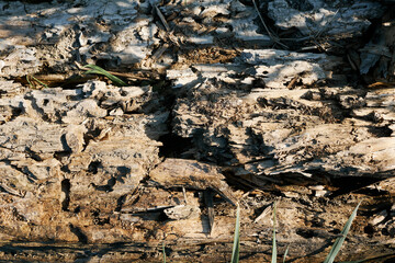 Decayed wood texture with cracks, holes, and scattered green grass.