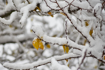 The first snow of autumn wraps, Trees with the first signs of winter: snow on branches with autumn foliage, close-up.