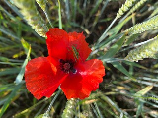 Mohnblume in Weizenfeld im Sommer mit kleiner Heuschrecke in der roten Bl&uuml;te