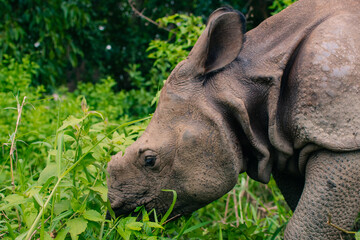 Fototapeta premium Rhino eating in Sauraha village, Chitwan, Nepal