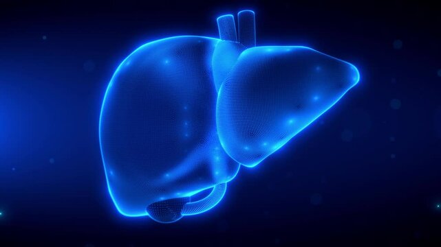 3D rotating visualization of Human Liver with digital scanning effect, emphasizing respiratory system anatomy and health, set against blue futuristic background, lasts 20 seconds seamless loop