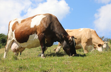 brown and white cows, one of which is pregnant with large udders full of milk, grazing in the green meadow in the mountains