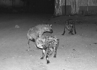 ETHIOPIA,HARAR, Every day at sunset the hyenas are fed raw meat