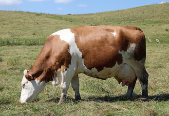 dairy cow with big udders and is also pregnant with a calf