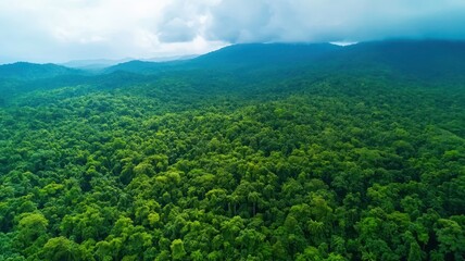 Fototapeta premium Lush green forest landscape stretches across rolling hills under a cloudy sky, showcasing the beauty of nature.