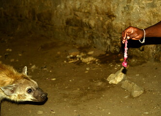 ETHIOPIA,HARAR, Every day at sunset the hyenas are fed raw meat