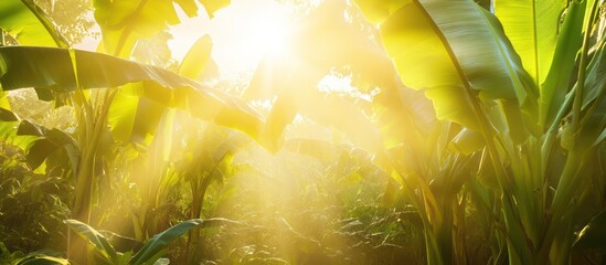 Golden Sunrise in a Lush Banana Plantation