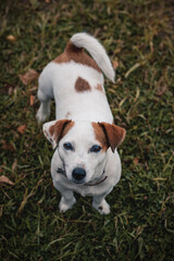 Jack Russell Terrier looking at the camera while standing on green grass.